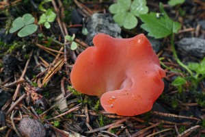 SDIM9765_960.jpg
