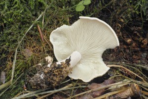 SDIM9959_960.jpg