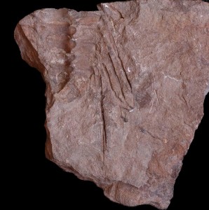selenopeltis buchi buchi.jpg