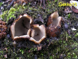 Sepultaria_arenicola2.jpg