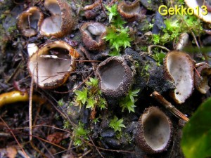 Sepultaria_arenosa2.JPG