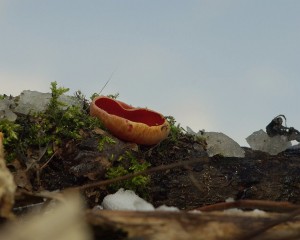 SG100668_1.jpg