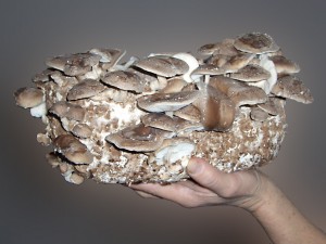 shiitake.jpg