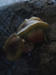 Sklepn houba.jpg
