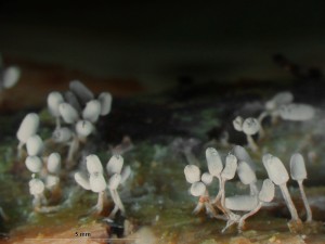 sliz--14.jpg