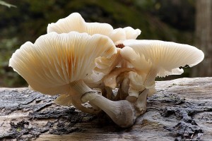 Slizeka porcelnov - Oudemansiella mucida1.jpg
