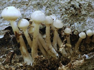 Slizeka porcelnov - Oudemansiella mucida2.jpg