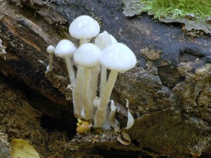 Slizeka porcelnov - Oudemansiella mucida3.jpg