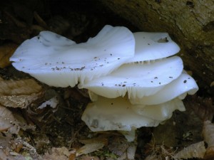 Slizeka porcelnov - Oudemansiella mucida6.jpg