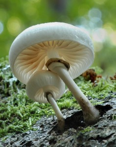 Slizeka porcelnov - Oudemansiella mucida.jpg
