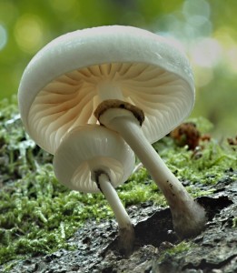 Slizeka porcelnov - Oudemansiella mucida.jpg