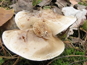 slzivka edkvikov-Hebeloma sinapizans1.JPG