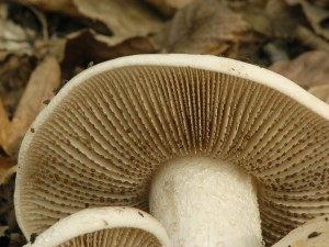 Slzivka edkvikov - Hebeloma sinapizans (1).jpg