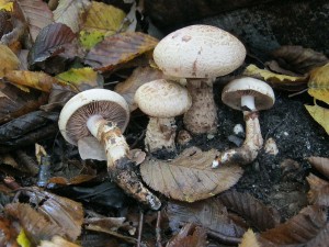 slzivka koenujc-Hebeloma radicosum.JPG