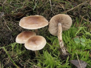 slzivka opsan-Hebeloma mesophaeum.JPG