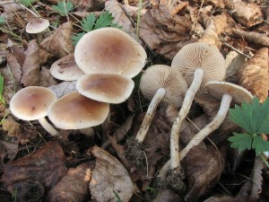 slzivka opsan-Hebeloma mesophaeum 1.jpg