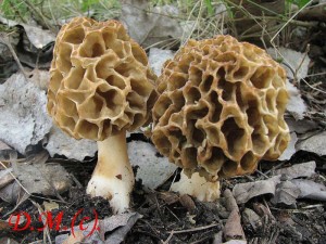 smr obecn-Morchella esculenta1.jpg