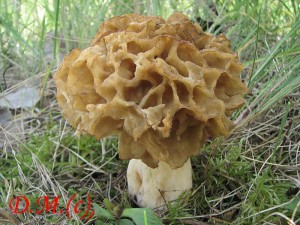 Smr obecn-Morchella esculenta2.jpg