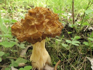 smr obecn-Morchella esculenta4.jpg