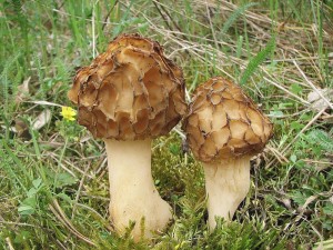 smr obecn-Morchella esculenta.jpg