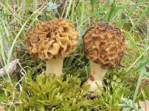 smr obecn-Morchella esculenta 2.jpg