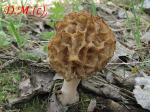 Smr obecn-Morchella esculenta.jpg