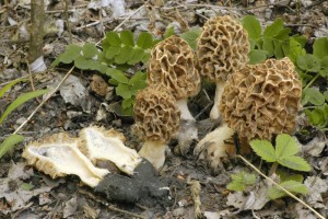 Smr obecn - Morchella esculenta4.jpg