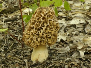 Smr obecn - Morchella esculenta7.jpg