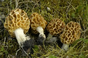 Smr obecn - Morchella esculenta8.jpg