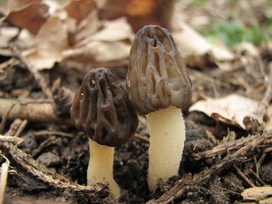 smrž polovolný-Morchella semilibera1.jpg