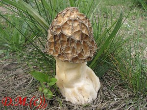 smrž tlustonohý-Morchella crasipes1.jpg