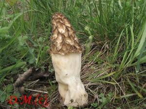 smrž tlustonohý-Morchella crasipes2.jpg