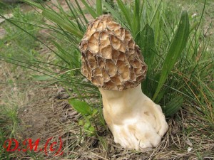 smrž tlustonohý-Morchella crasipes.jpg