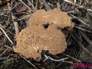 smrovec smrovit-Gautieria morchelliformis4.JPG