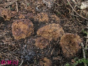 smrovec smrovit-Gautieria morchelliformis6.jpg