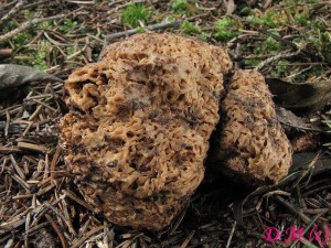 smrovec smrovit-Gautieria morchelliformis.JPG