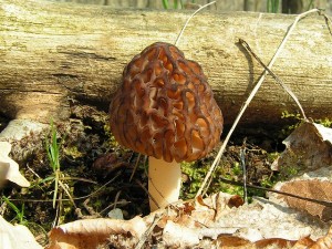 smrz.kuzel-2.jpg