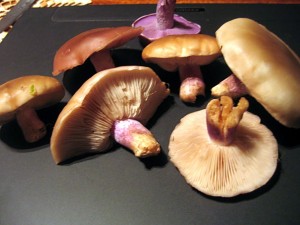 Snmek 013.jpg