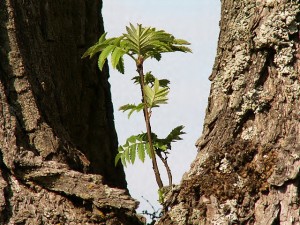 Sorbus2.jpg