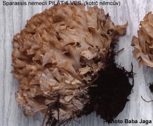 Sparassis nemecii.jpg
