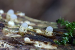 Sphaerobolus stellatus.jpg