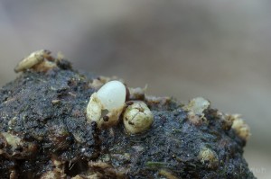 Sphaerobolus stellatus.jpg