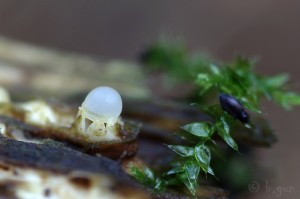 Sphaerobolus stellatus (2).jpg