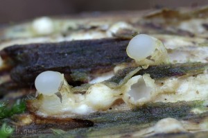 Sphaerobolus stellatus (3).jpg
