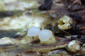 Sphaerobolus stellatus (5).jpg