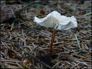 Spicka_cesnekova_-_marasmius_scorodonius_100.jpg