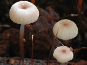 spicka_kolovita-marasmius_rotula_1.jpg