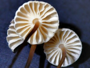 spicka_kolovita-marasmius_rotula_2.jpg