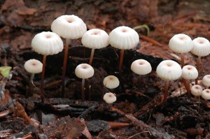 spicka_kolovita-marasmius_rotula_3.jpg