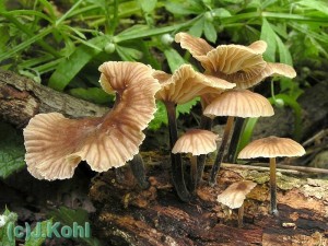 spicka_pachnouci01_812.jpg